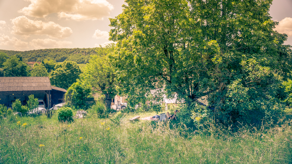 Laurier et résilience